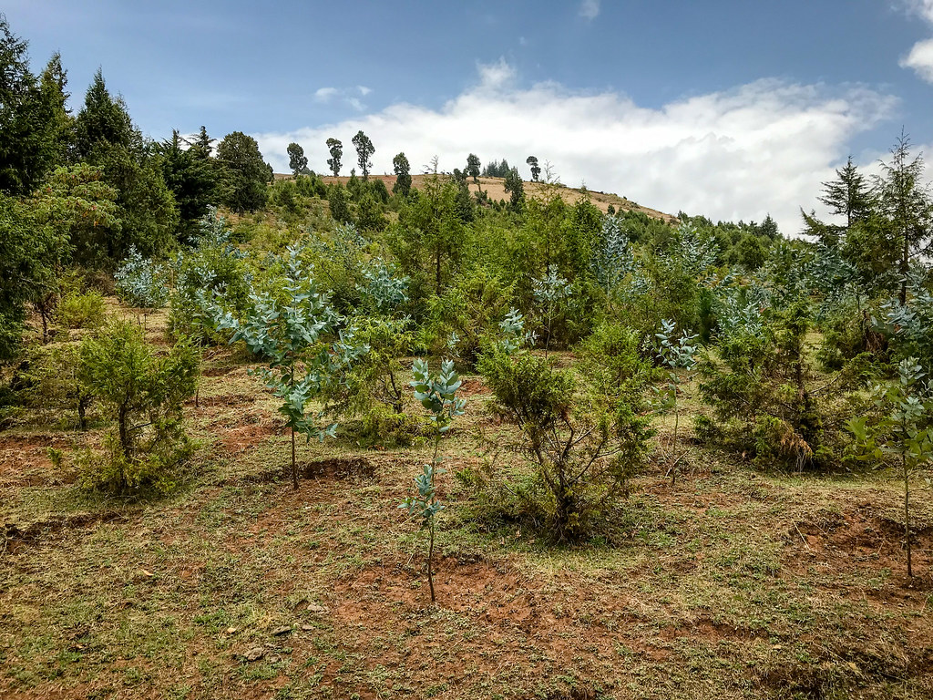 Menagesha suba Forest Geleb