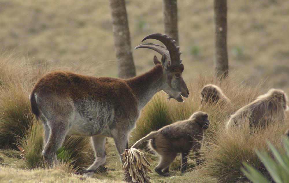 Simien Mountains National Park, Ethiopian Highlands. Original public domain image from Flickr