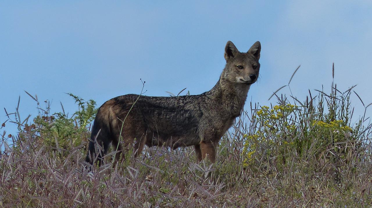 ethiopia-2979992_1280