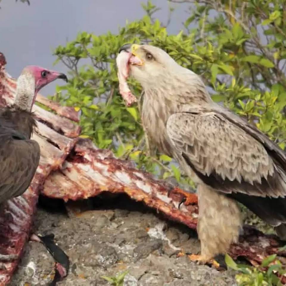 semien mountain pics